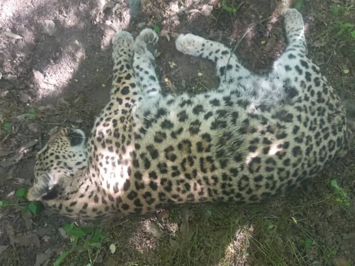 یک قلاده پلنگ بر اثر تصادف در پارک ملی گلستان تلف شد