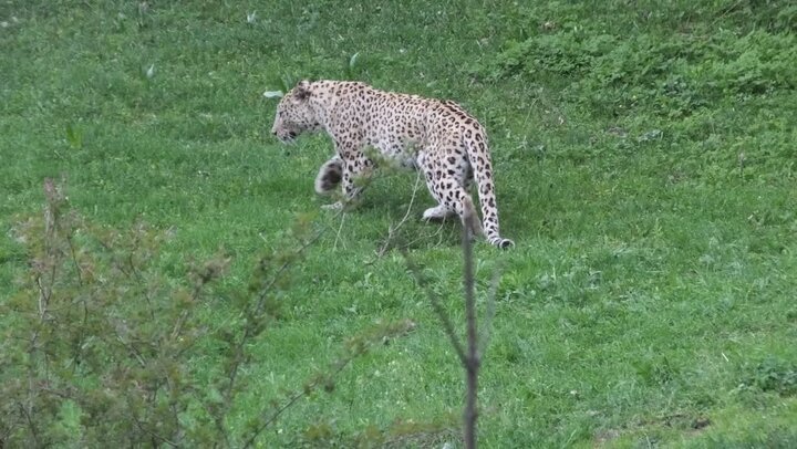 VIDEO: Leopard spotted in Iran's Gilan province 