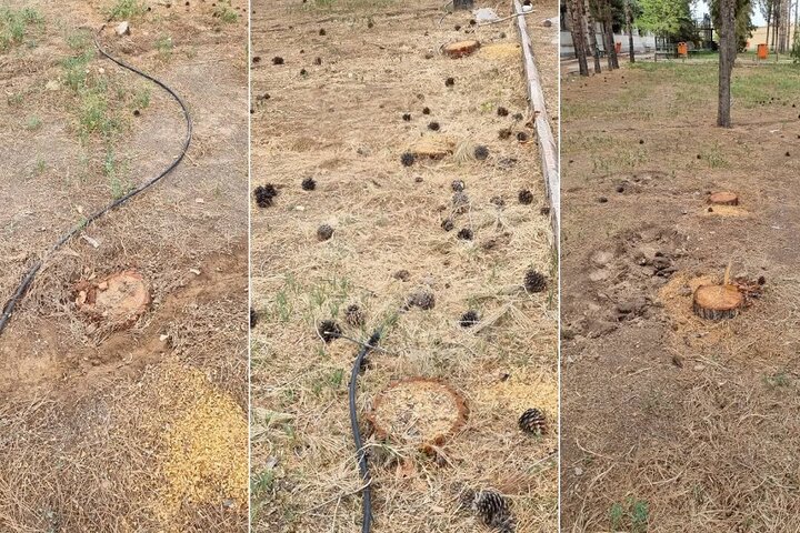 جنگلکُشی در قلب هیرکان/ قطع هزاران اصله درخت در نور