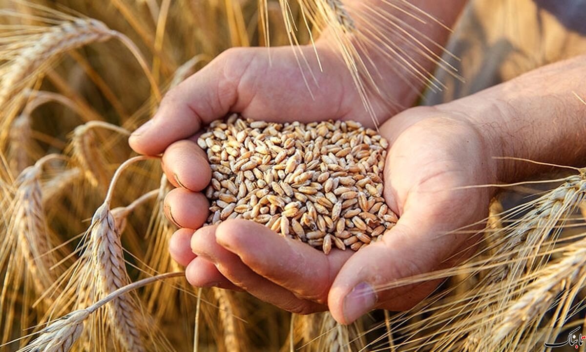 برداشت ۱۵۰ هزار تن گندم در بوشهر/ مطالبات کشاورزان پرداخت شود