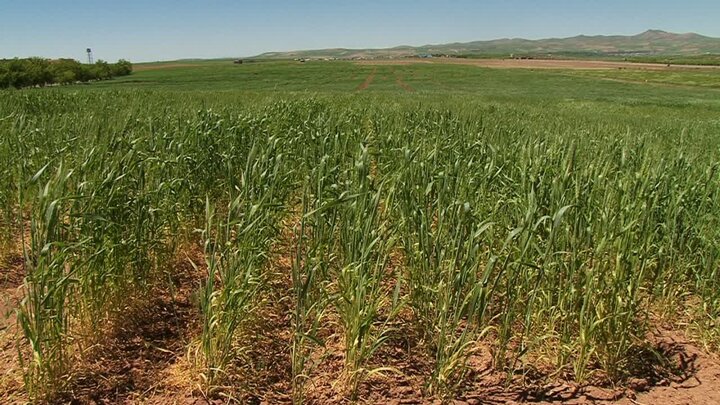 ۳۶۰ میلیارد ریال اعتبار به طرح جهش تولید در دیمزارهای آذربایجان غربی اختصاص یافت