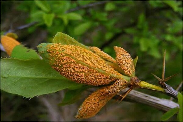 زنگ خطر برای زرشک ایران/ آفت به جان باغات افتاد