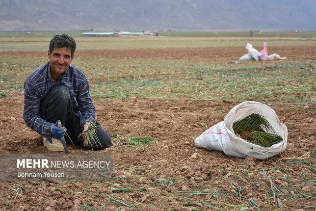 ۴۵۰ هکتار اراضی میامی به کشت بهاره پیاز اختصاص یافت