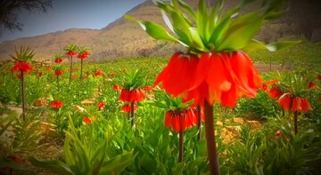VIDEO: Inverted tulips in Yasuj
