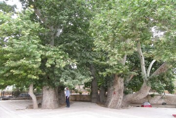 ۵ درخت کهنسال دماوند ثبت شد