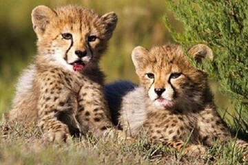 VIDEO: Asiatic cheetah cubs play in Turan protected area