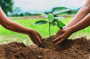 شوراها در اجرای طرح «کاشت یک میلیارد درخت در کشور» همکاری کنند