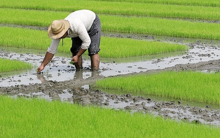 مرگ براثر ابتلای به تب شالیزار در مازندران تایید نشده است