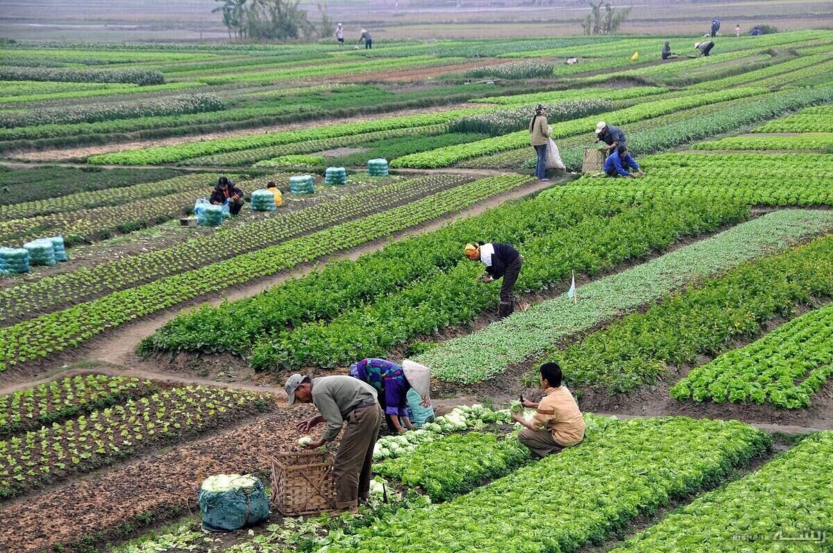 سهم سه درصدی استان قزوین در کشاورزی قراردادی کشور