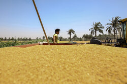 رکورد خرید گندم در خوزستان شکسته شد