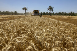 خرید بیش از ۱.۵ میلیون تن گندم از کشاورزان خوزستانی