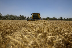 تولید گندم در کهگیلویه و بویراحمد افزایش یافت/ برداشت ۷۲۵ تن کلزا