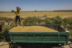 ۵۱۰ هزار تن گندم به مراکز مسقف خوزستان انتقال داده شد