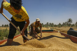 خریداری ۱۳۰۰ تن گندم در شهرستان گالیکش