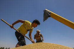 ذخیره ۴۷۴ هزار تن گندم در سیلوهای فارس