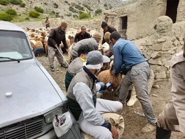 اردوی جهادی دامپزشکی در روستای مرزی سنجد شیروان برگزار شد