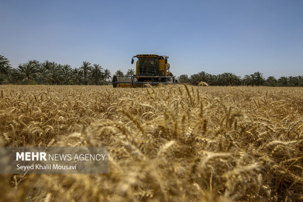 افزایش ۳۰ درصدی تولید گندم در یزد/ابرکوه و خاتم تولیدکنندگان عمده