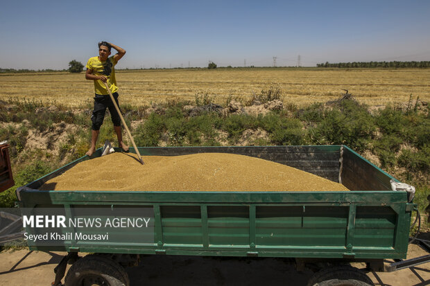۵۱۰ هزار تن گندم به مراکز مسقف خوزستان انتقال داده شد
