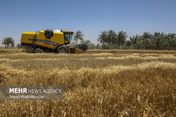 ذخیره ۱۱۵ هزار تن گندم در سیلوهای فارس