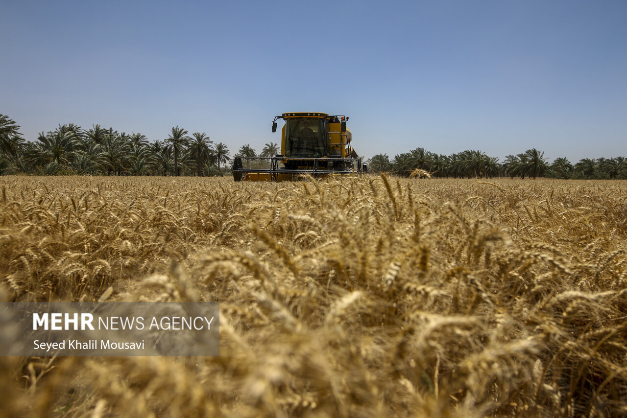 افزایش ۳۰ درصدی تولید گندم در یزد/ابرکوه و خاتم تولیدکنندگان عمده