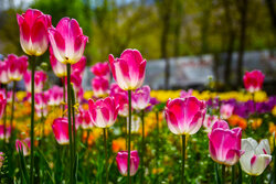 Asara tulip festival in Iran's Alborz province