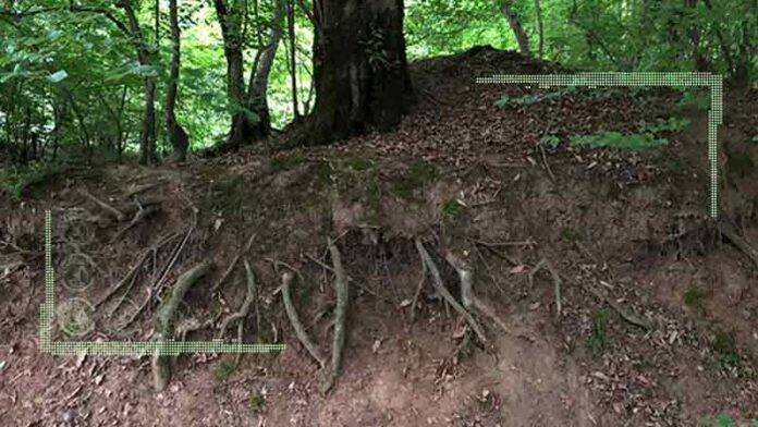 نقش درختان جنگلی در حفاظت از فرسایش آبی و بادی خاک