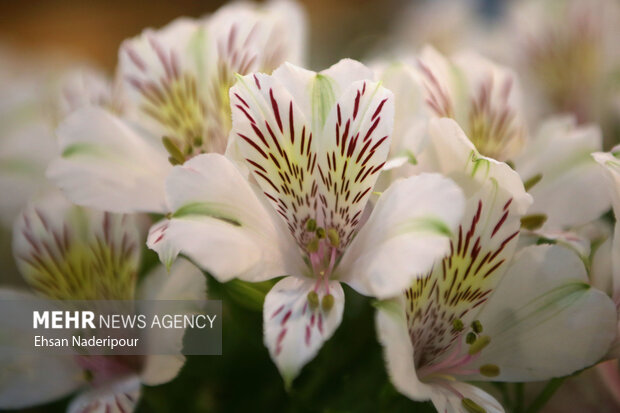 19th flower and plants exhibition in Tehran
