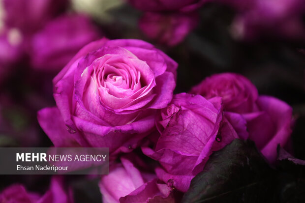 19th flower and plants exhibition in Tehran
