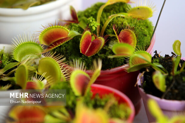 19th flower and plants exhibition in Tehran
