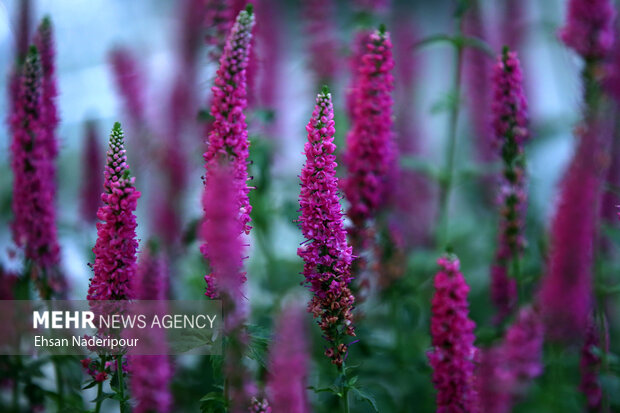 19th flower and plants exhibition in Tehran
