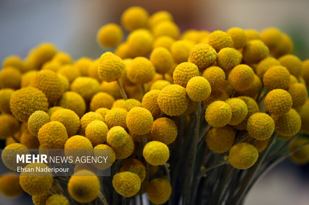 19th flower and plants exhibition in Tehran
