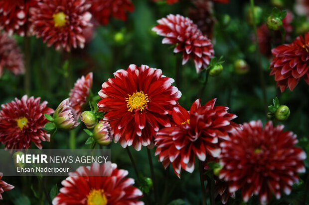 19th flower and plants exhibition in Tehran
