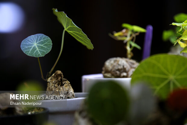 19th flower and plants exhibition in Tehran
