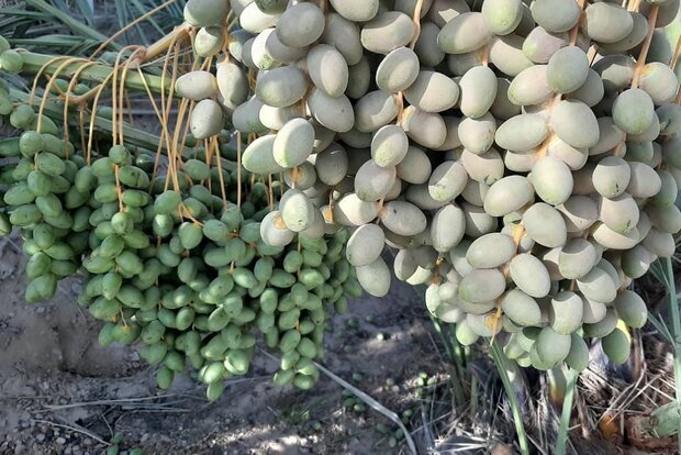 آفات خطرناک در نخیلات بوشهر/ از سوسک چوبخوار تا کنه تارعنکبوتی