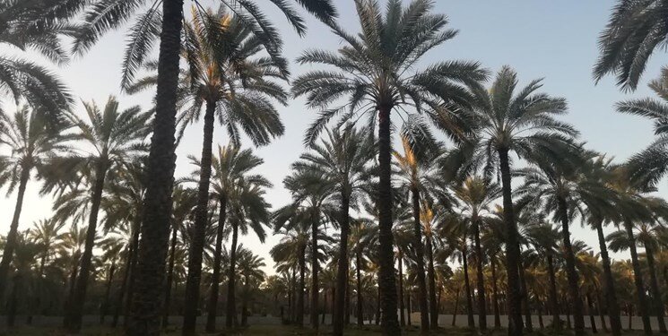 آفات خطرناک در نخیلات بوشهر/ از سوسک چوبخوار تا کنه تارعنکبوتی