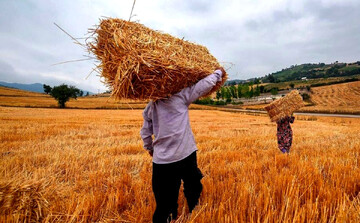 پیش‌بینی خرید ۳۵۰ هزار تن گندم از گندم‌کاران لرستانی
