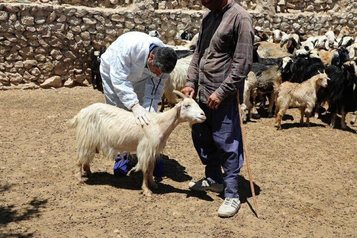 اردوی جهادی دامپزشکی در دشتستان برگزار شد/ ‏ارائه خدمات رایگان