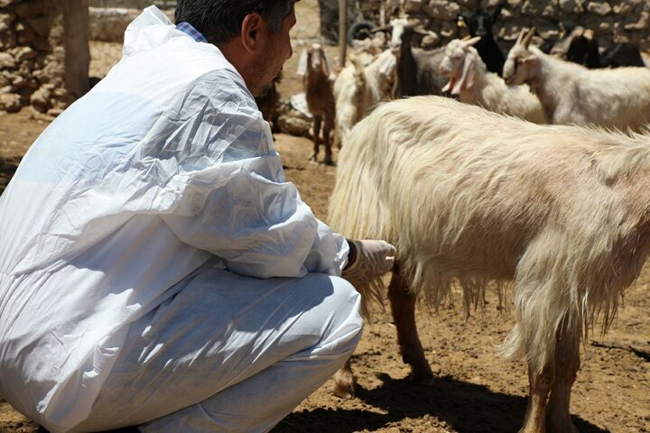 اردوی جهادی دامپزشکی در دشتستان برگزار شد/ ارائه خدمات رایگان