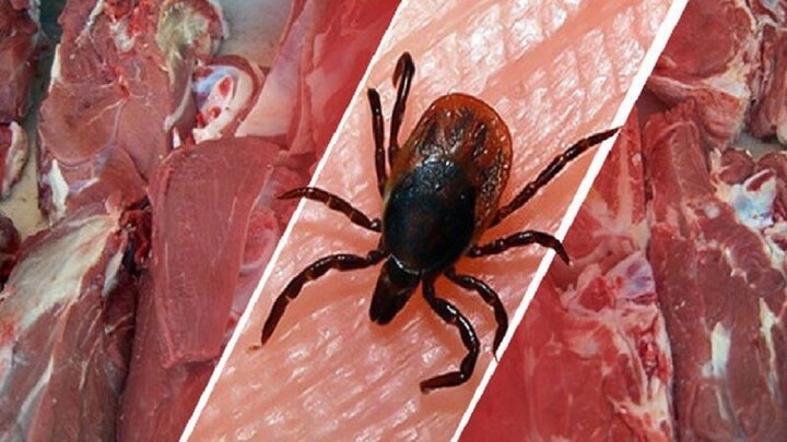 ابتلای به بیماری تب کریمه کنگو در مازندران گزارش نشده است