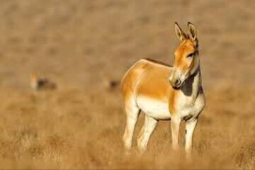 VIDEO: Persian onagers in Kavir National Park