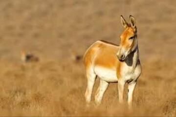 VIDEO: Persian Onager foals in Mehriz