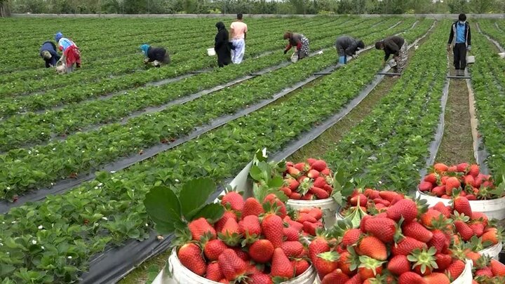 ۱۸۰ تن محصول توت فرنگی در شهرستان رستم برداشت می‌شود