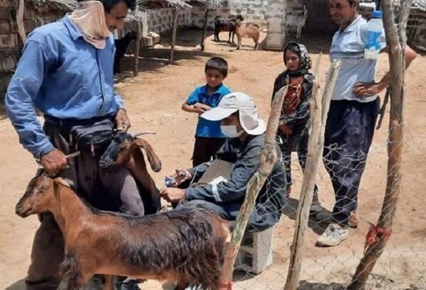 واکسیناسیون ۱۴۰۰ رأس دام در روستای بن بید شهرستان دشتی