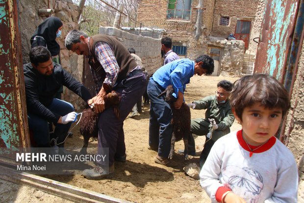 رزمایش جهاد دامپزشکی