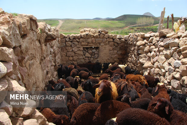 نمونه برداری دام مشکوک به هاری/پایش بیماری در کهگیلویه و بویراحمد