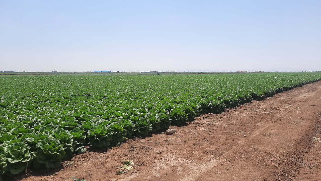 ۱۹۶ پلاک از اراضی کشاورزی استان همدان تفکیک و قطعه بندی شده است