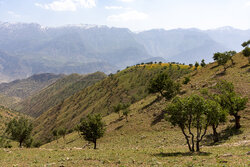 بررسی وضعیت جنگل‌های کردستان توسط مسوولان کشوری