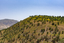 قرقبان منابع طبیعی خراسان جنوبی زخمی شد