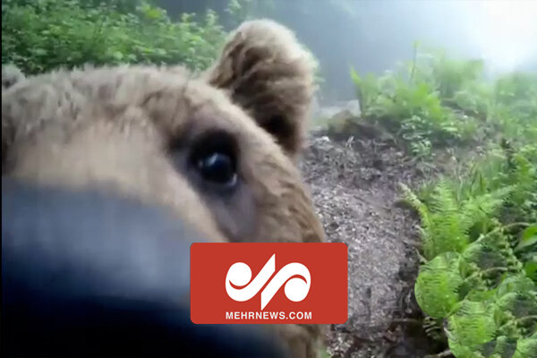 شکار خرس قهوه‌ای توسط دوربین‌ها