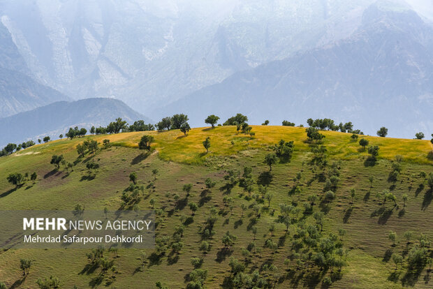 ۲۰ میلیون هکتار از مراتع فرسوده کشور در برنامه هفتم احیا میشود ۲۰ میلیون هکتار از مراتع فرسوده کشور در برنامه هفتم احیا میشود